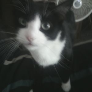 Meet your Posher, Peggy